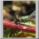 Lestes viridis - Weidenjungfer m04.jpg